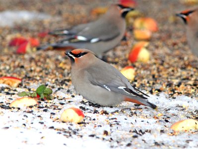 785 - BOHEMIAN WAXWING (2-17-11)  admiral's cove, newfoundland (10)