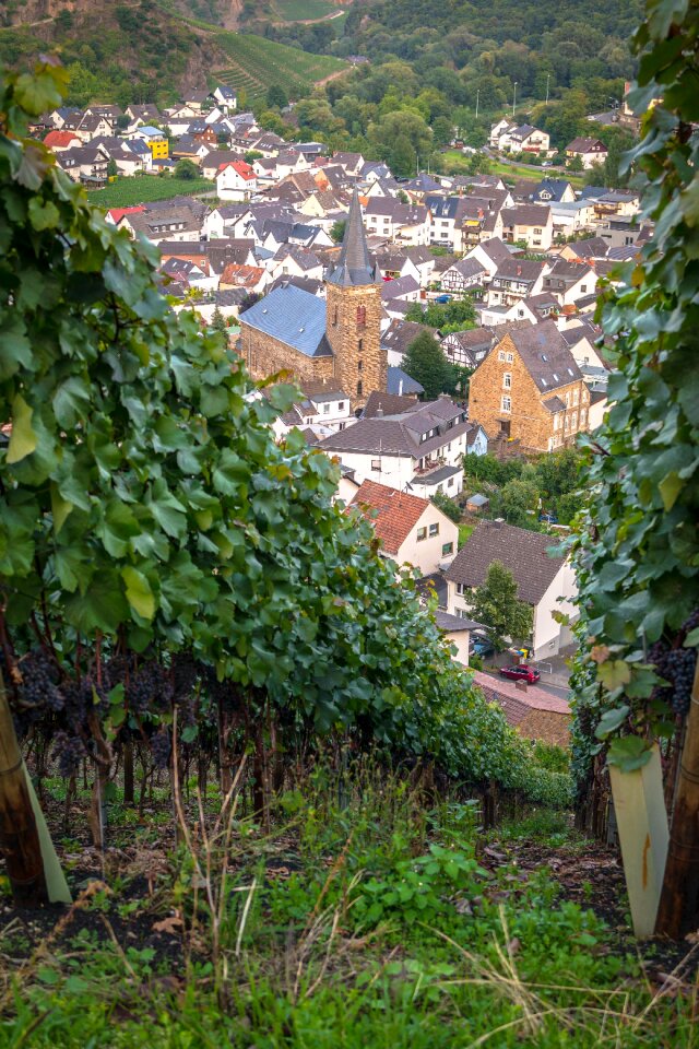 Grapevine vine vineyard