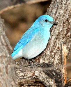 736 - MOUNTAIN BLUEBIRD (2-16-12) patagonia lake, scc, az - (5)