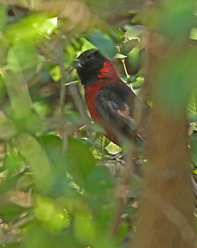 915 - CRIMSON-COLLARED GROSBEAK (2-5-10) quinta mazatlan, mcallen, tx  (2)