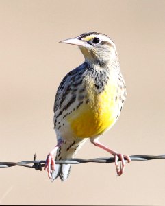 932 - EASTERN LILIAN'S MEADOWLARK (10-17-10) lilian's, san rafael grasslands, scc, az  (1)