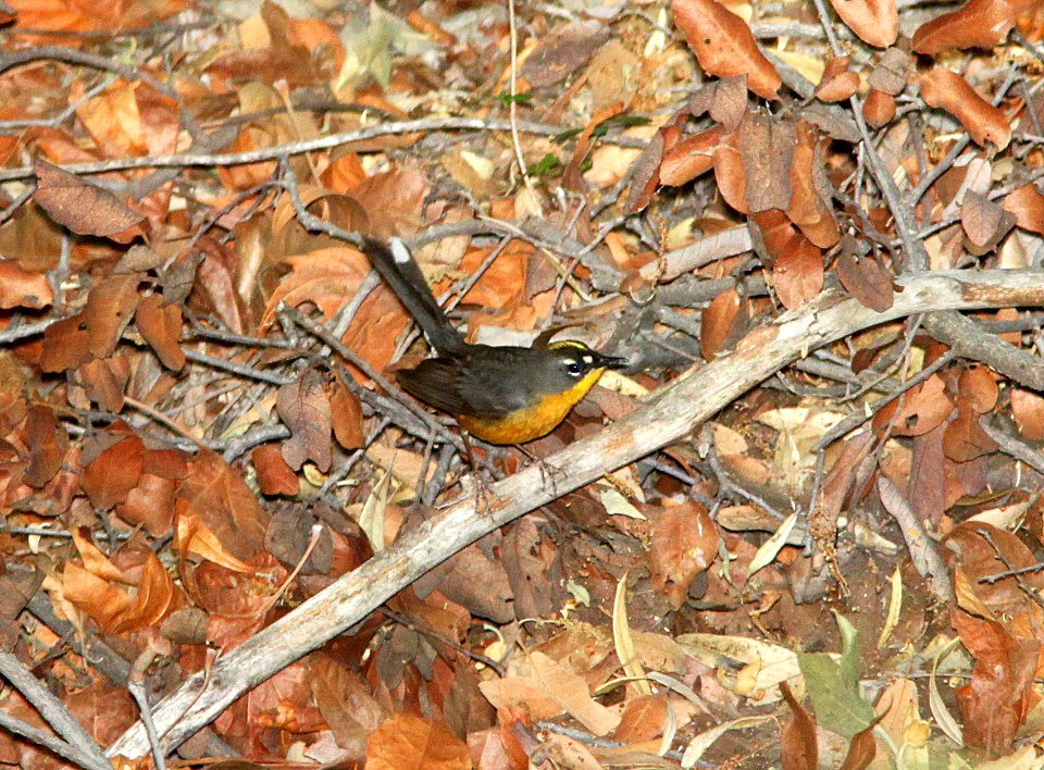 844 - FAN-TAILED WARBLER (5-25-11) madera cyn, scc, az - (1)
