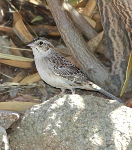 868 - CASSIN'S SPARROW (4-1-11) 78 circulo montana, patagonia lake ranch estaes, ssc, az  (1)