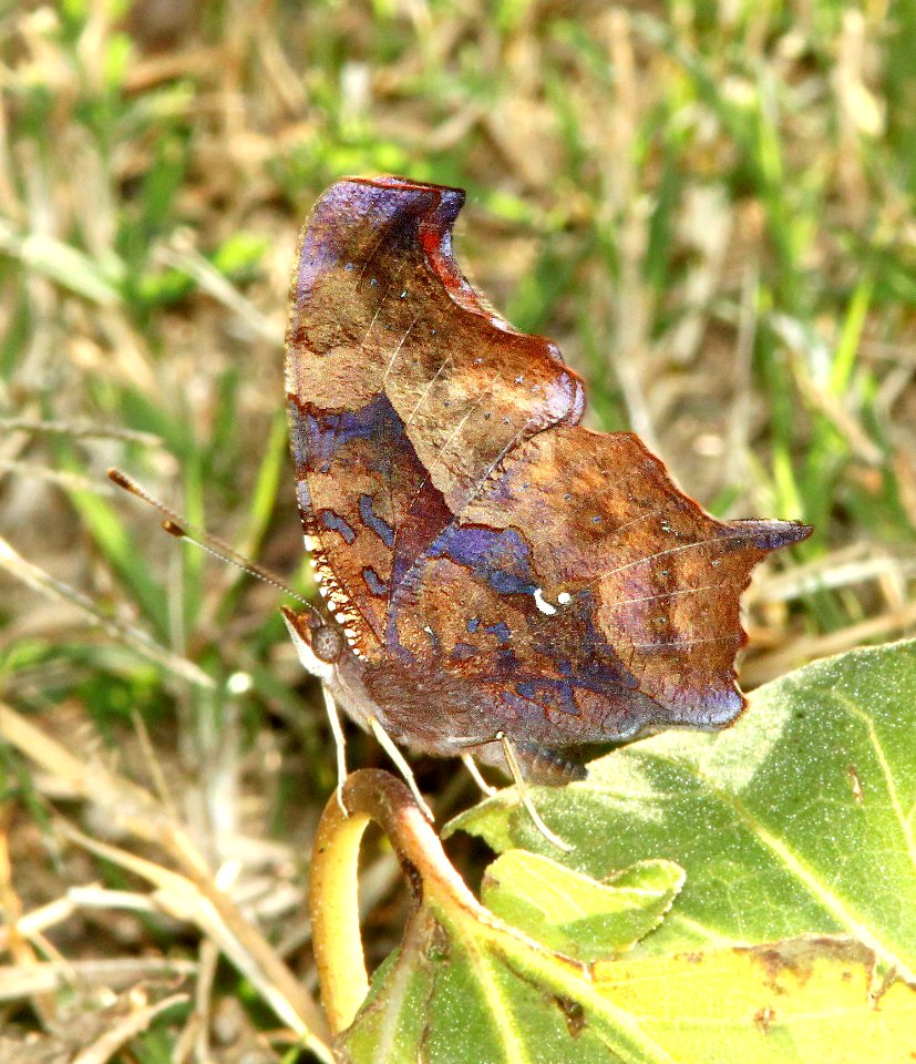 QUESTION MARK (Polygonia interrogationis) (10-28-12) patagonia lake, scc, az