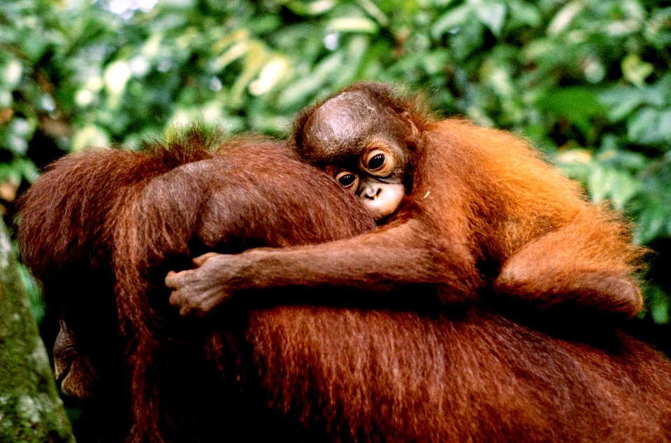 orang utan photo