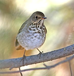 745 - HERMIT THRUSH (10-14-06) carrizo plain, slo co, ca (2)
