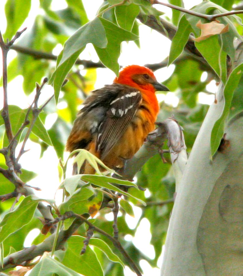914 - FLAME-COLORED TANAGER (6-17-09) madera cyn, az  (1)