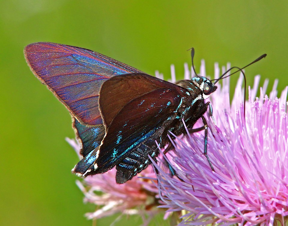 SKIPPER, MANGROVE (Phocides pigmalion) (3-3-13) evrgades national park, monroe co, fl  (4)