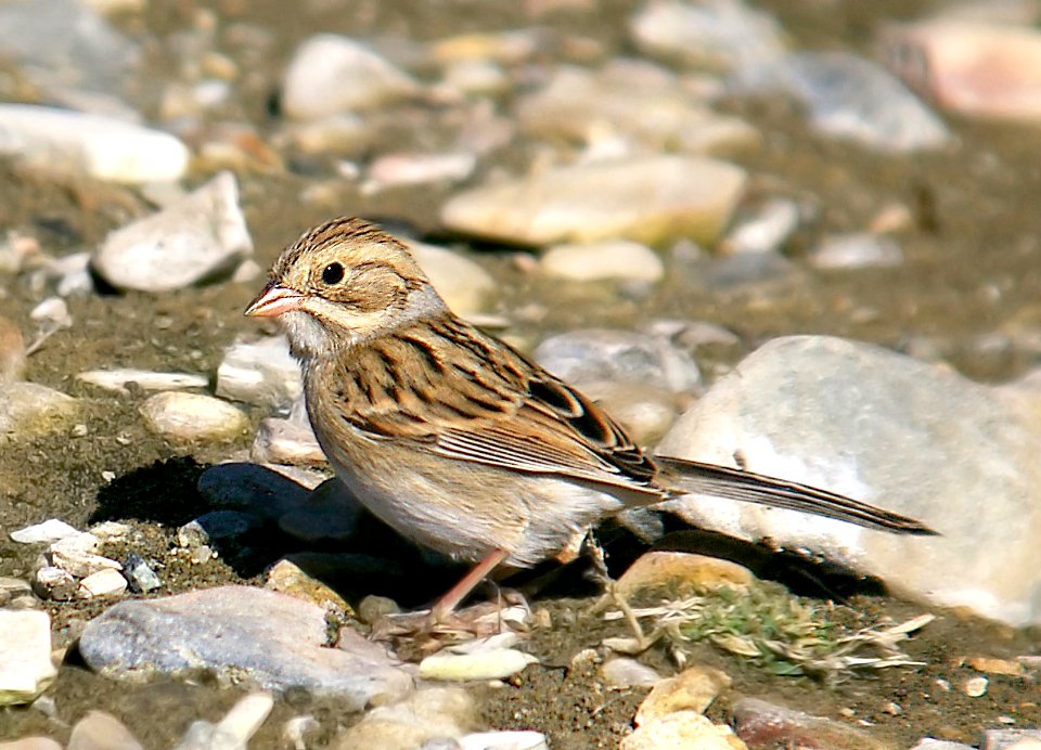 872 - CLAY-COLORED SPARROW (10-6-05) montana de oro st park, slo co, ca (1)