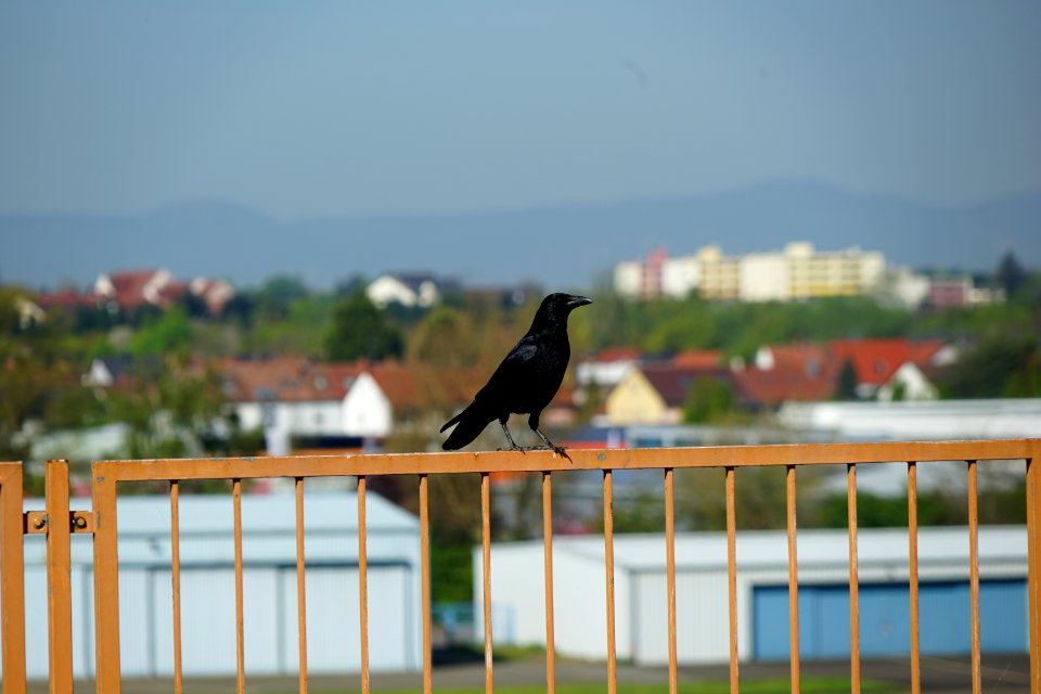 Rudi das Maskottchen
