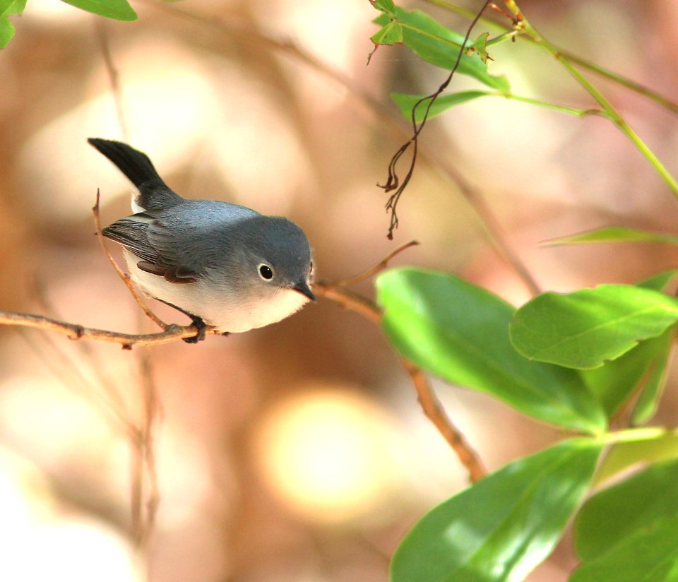 701 - BLUE-GRAY GNATCATCHER (3-8-13) key west, monroe co, fl -01 (1) - Copy