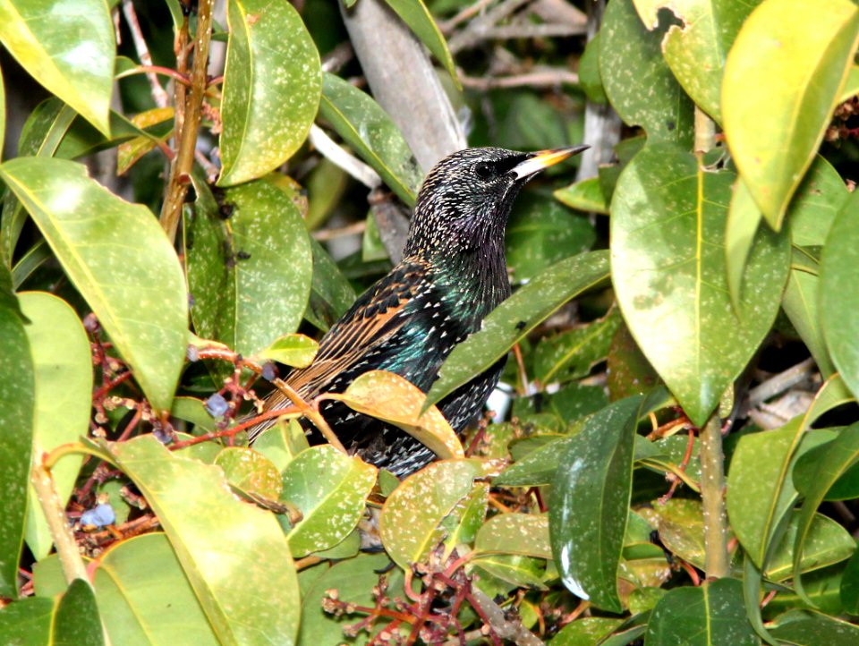 772 - EUROPEAN STARLING (2-4-13) kino springs, scc, az -01