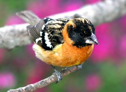 920 - BLACK-HEADED GROSBEAK (5-25-08) juv male , canet rd, slo co, ca (1)