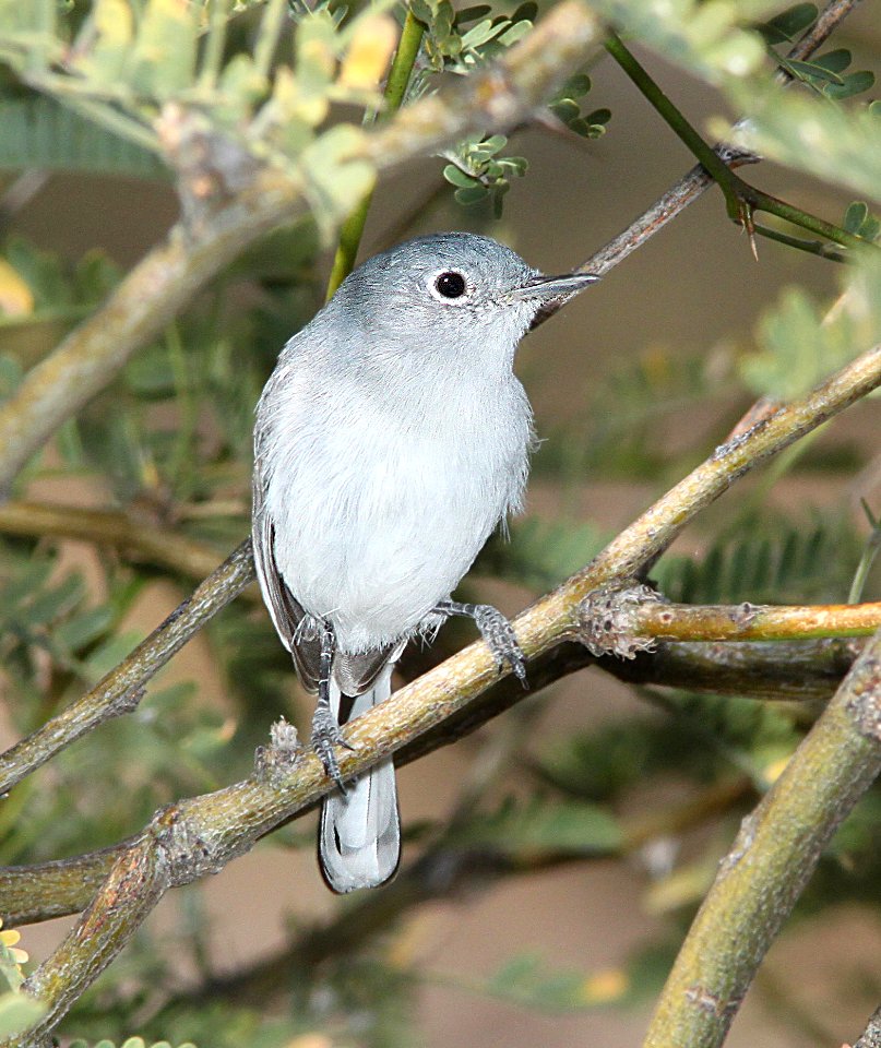 701 - BLUE-GRAY GNATCATCHER? (10-26-10) patagonia lake state park, scc, az - (3) - Copy