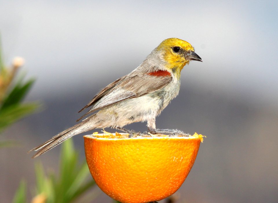 683 - VERDIN (7-3-11) 78 circulo montana, patagonia lake ranch estates, scc, az - (1)