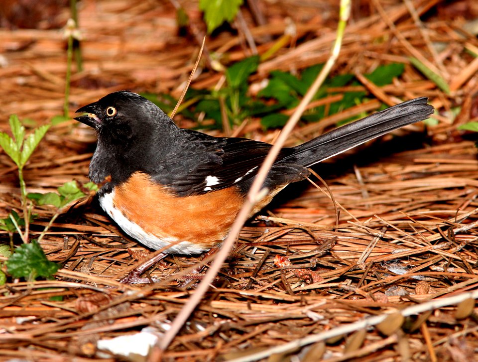 861 - EASTERN TOWHEE (3-20-12) pensacola, fl  (2)