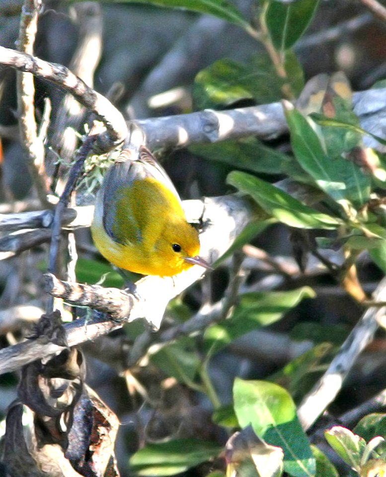 804 - PROTHONOTARY WARBLER (9-23-08) arroyo de la cruz, slo co, ca  (3)