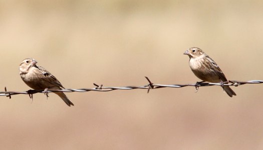 791 - CHESTNUT-COLLARED LONGSPUR (10-6-12) san rafael grasslands, scc, az - (7)