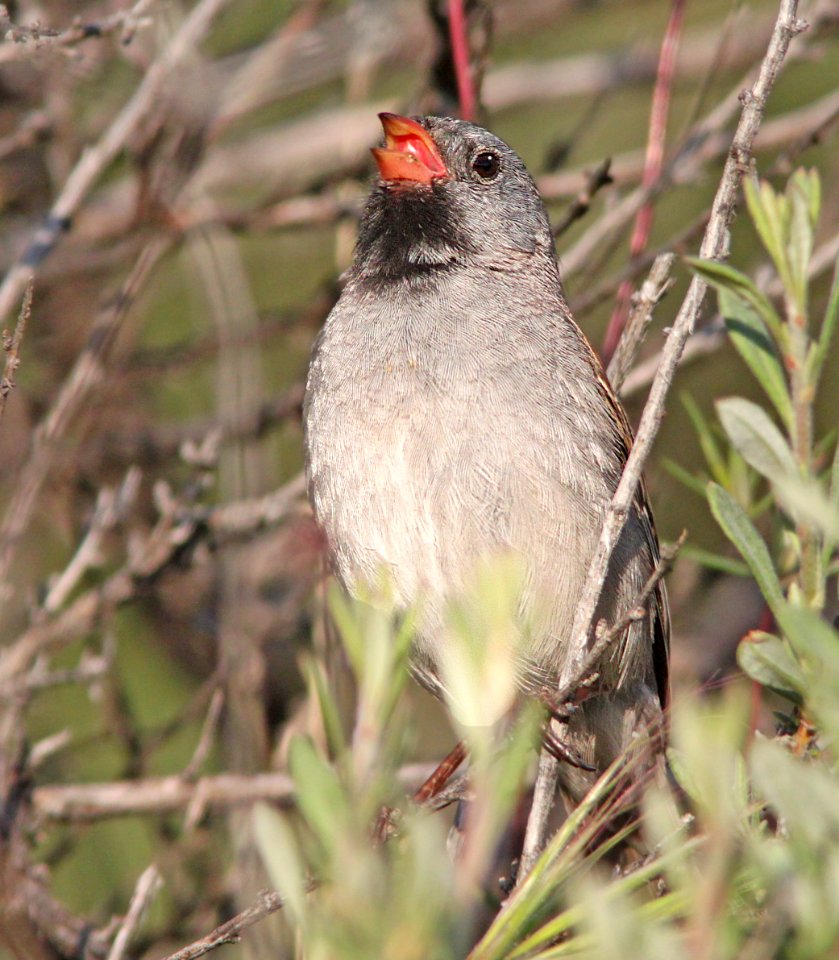 876 - BLACK-CHINNED SPARROW (4-24-10) carrizo plain nat mon, slo co, ca  (3)