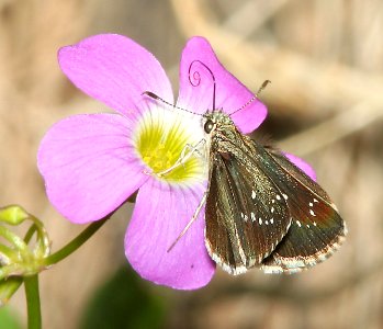 ROADSIDE-SKIPPER, ELISSA (Amblyscirtes elissa) (8-1-11) harshaw road, scc, az  (2)