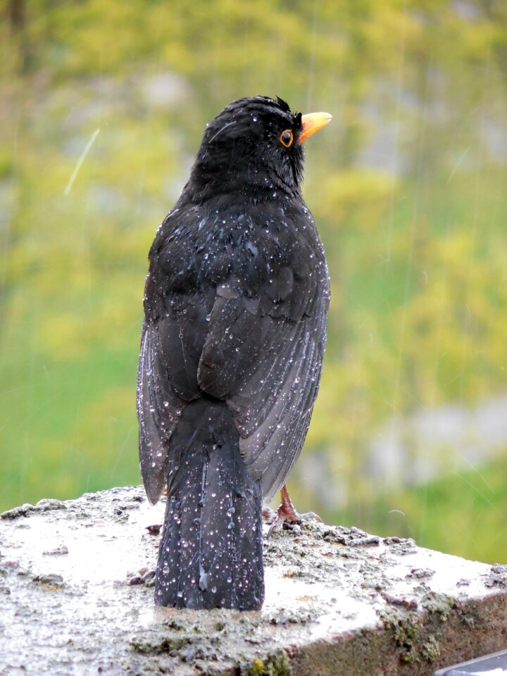 Rain plumage feather