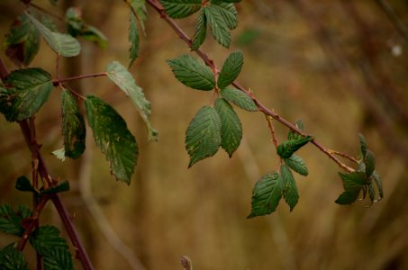 Common Chokecherry photo