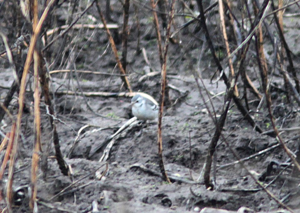 776 - CITRINE WAGTAIL (12-1-12) coutenay, bc, canada  (5)