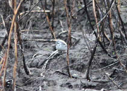 776 - CITRINE WAGTAIL (12-1-12) coutenay, bc, canada  (5)