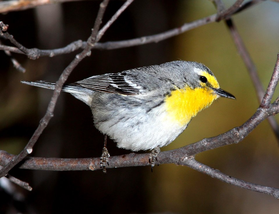 838 - GRACE'S  WARBLER (5-11-13) temporal gulch, santa rita mts, scc, az -02