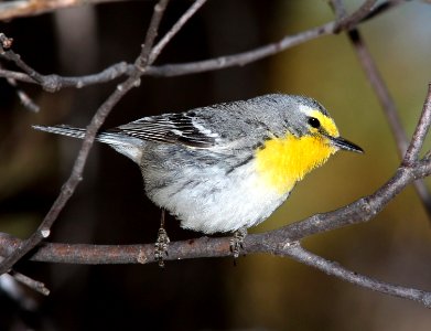 838 - GRACE'S  WARBLER (5-11-13) temporal gulch, santa rita mts, scc, az -02