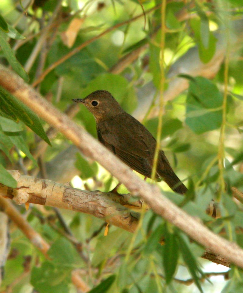 744 - SWAINSON'S THRUSH (5-31-09) silver saddle resort, galileo hill, kern co, ca -01