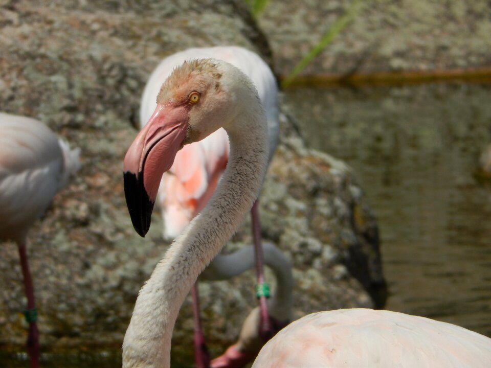 Park parc de la tet d'or zoo
