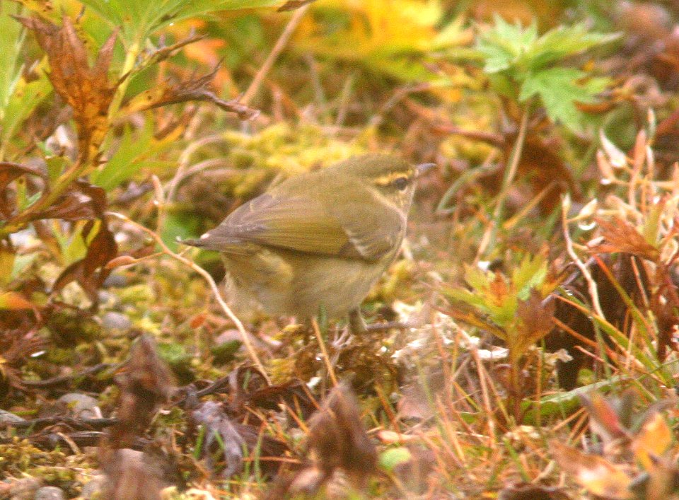 714 - ARCTIC WARBLER (8-31-08) gambell, ak - (2)