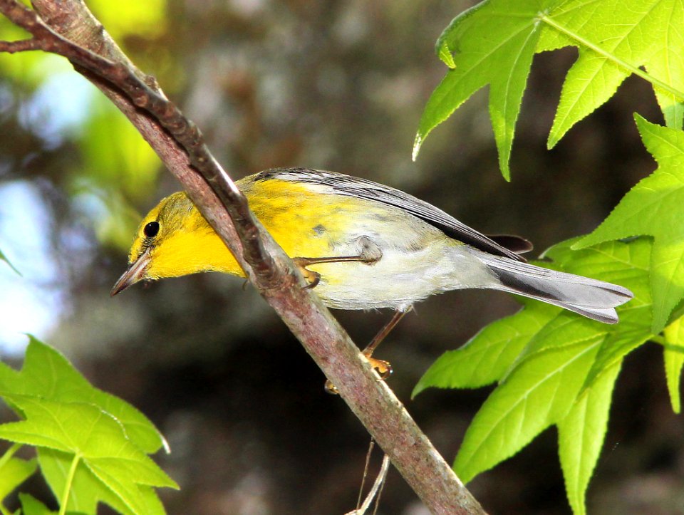 834 - PINE WARBLER (2-22-13) highlands hammock state park, okeechobee co, fl  (1)