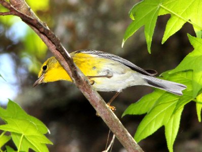 834 - PINE WARBLER (2-22-13) highlands hammock state park, okeechobee co, fl  (1)