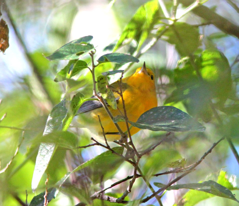 804 - PROTHONOTARY WARBLER (10-13-12) clark's crossing, n of tumacacori, scc, az -01
