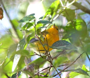 804 - PROTHONOTARY WARBLER (10-13-12) clark's crossing, n of tumacacori, scc, az -01