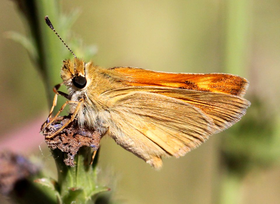 SKIPPER, WOODLAND (Ochlodes sylvanoides) (8-25-11) fem, near markleeville, alpine co, ca  (7)
