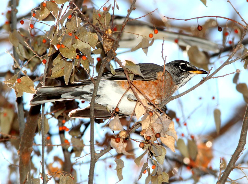 756 - AMERICAN ROBIN (1-4-12) clark's crossing, santa cruz river, scc, az - (1)
