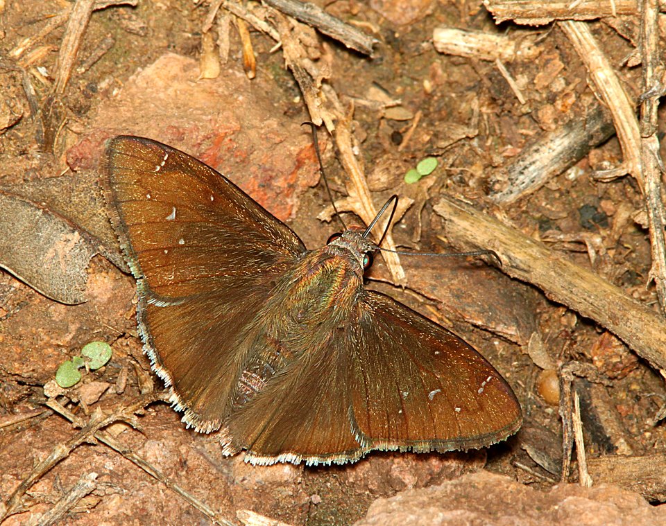 CLOUDYWING, DRUSIUS (Thorybes drusius) (7-28-11) harshaw road, scc, az -01