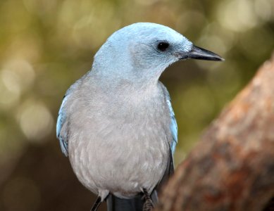 643 - MEXICAN JAY (12-23-10) - (3)