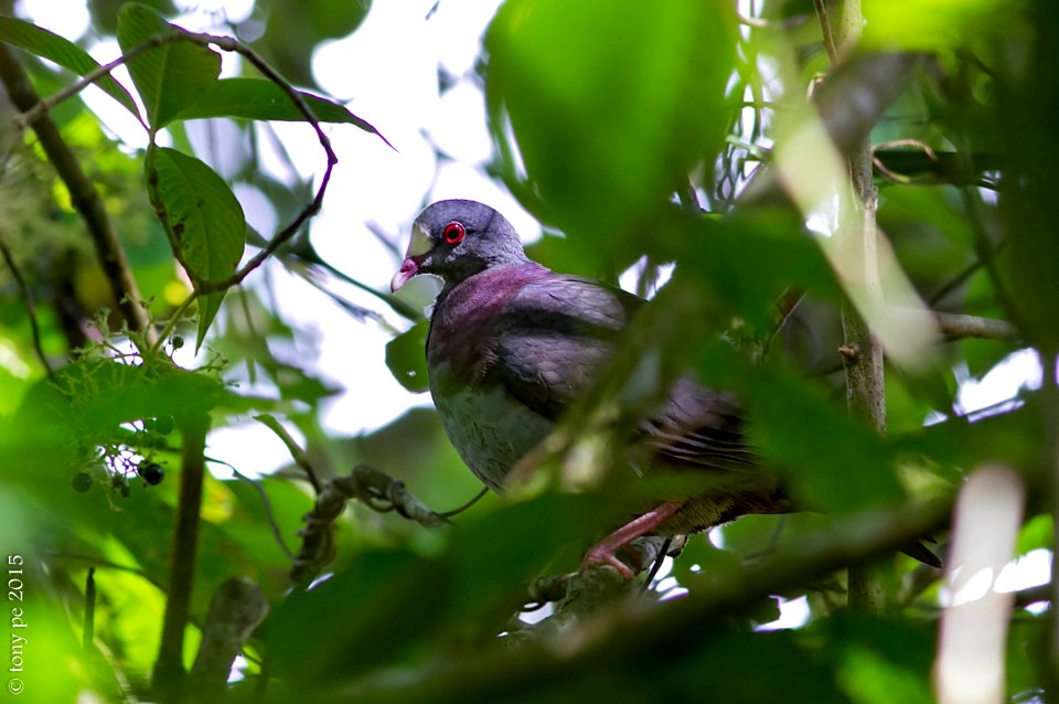 Perdíz Coquito Blanco - Geotrygon leucometopia, White-fronted Quail-Dove.
