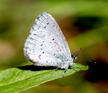 AZURE, ECHO (Celastrina echo) (5-23-13) california hot springs, tulare co, ca