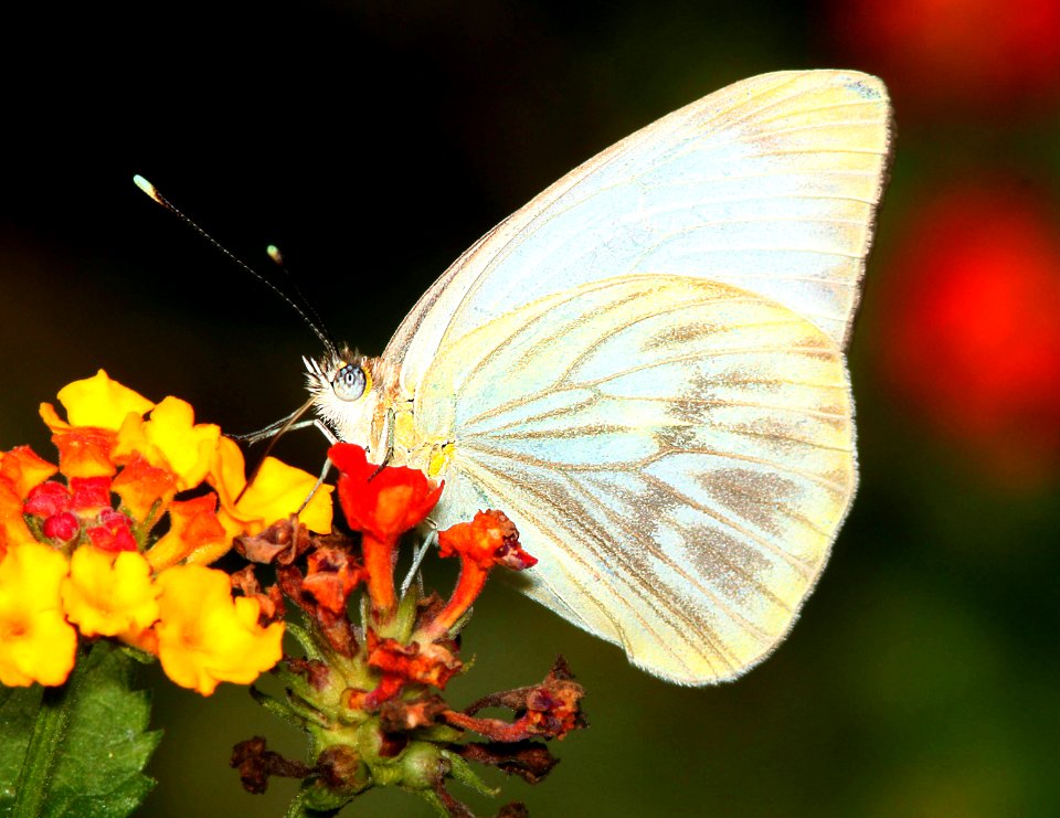 WHITE, GREAT SOUTHERN (Ascia monuste) (2-29-12) s padre island birding center, tx  (2)