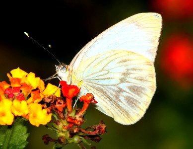 WHITE, GREAT SOUTHERN (Ascia monuste) (2-29-12) s padre island birding center, tx  (2)
