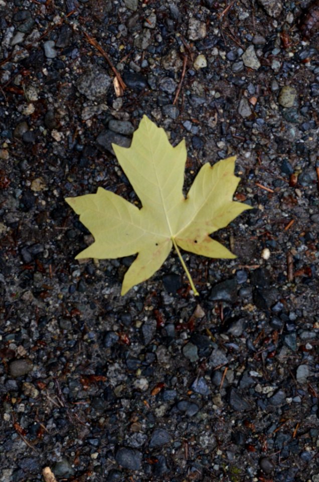 Maple Leaf