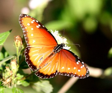 QUEEN (Danaus gilippus) (2-17-08) weslaco, tx  (1)