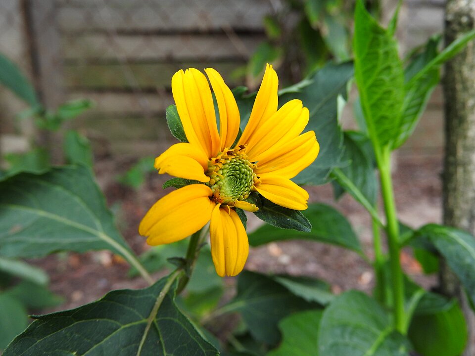 Pointed flower close up marigold