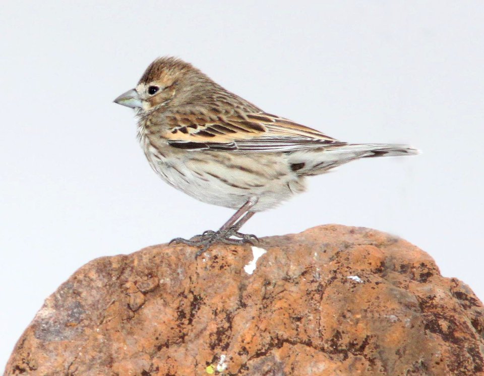 882 -LARK BUNTING (2-14-12) patagonia lake road, nogales, scc, az