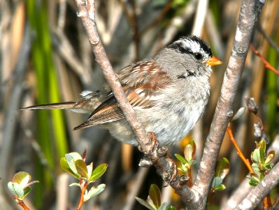897 - WHITE-CROWNED SPARROW (3-11-09) gambelii, cloisters, slo co, ca (1)